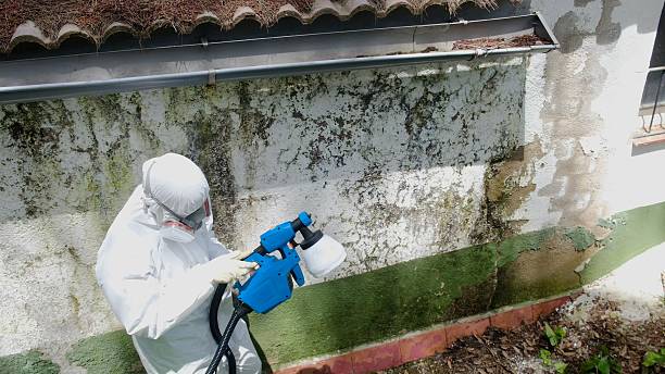 Mold Removal service in East Hanover